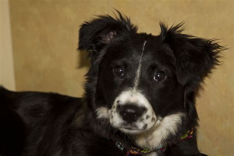 Collie puppies &183; Smithsburg &183; 1126 pic. . Baltimore craigslist pets